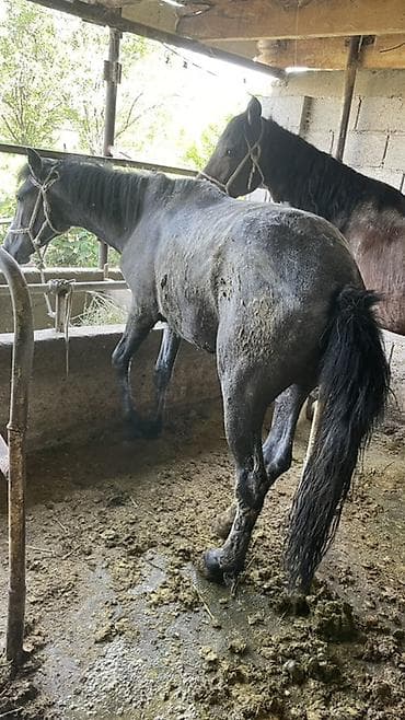 зоомагазин бишкек птицы: Продаю | Жеребец | Для разведения — 1