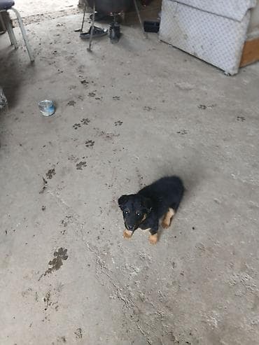 Аквариумы: Щенок декоративной породы/смеси небольшого размера. - Окрас: черный с — 3