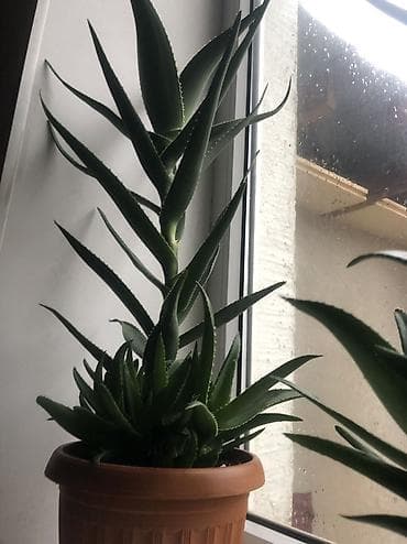 картинки комуза: Декор для дома и сада, Самовывоз — 2