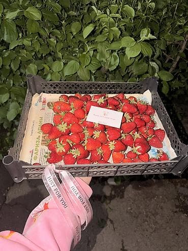 бир: Кулпунай Альбион, Чекене, Дүңүнөн — 9