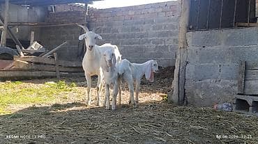 кошка продаётся: Продаю | Коза (самка) | Зааненская | Для молока — 3