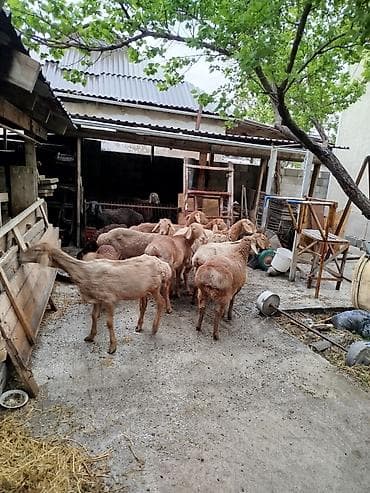чон: Сатам | Ургаачы кой (ургаачы) | Аргын | Көбөйтүү үчүн | Асыл тукумдуу — 5