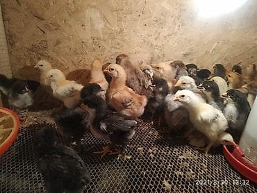 куры марьям бишкек: Продаю | Цыплята | Полубрама | Для разведения — 10