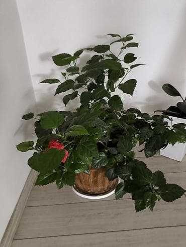 кормовой свекла: Продаю китайскую розу — 2