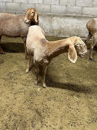 малёк рыбы: Продаю | Ягненок | На забой — 8