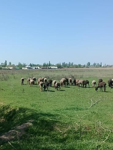 Үй жаныбарлары: Сатам | Ургаачы кой (ургаачы) | Көбөйтүү үчүн | Ургаачы — 9