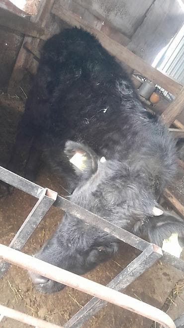 мел для животных: Продаю | Тёлка | На откорм | Привязанные — 1