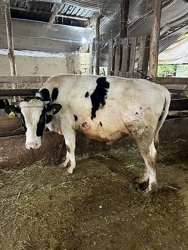 собаки бишкек купить: Продаю | Жеребец | Дончак | Для разведения — 7