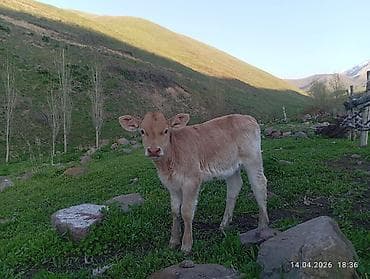 гисар матки: Продаю | Тёлка | На откорм — 2