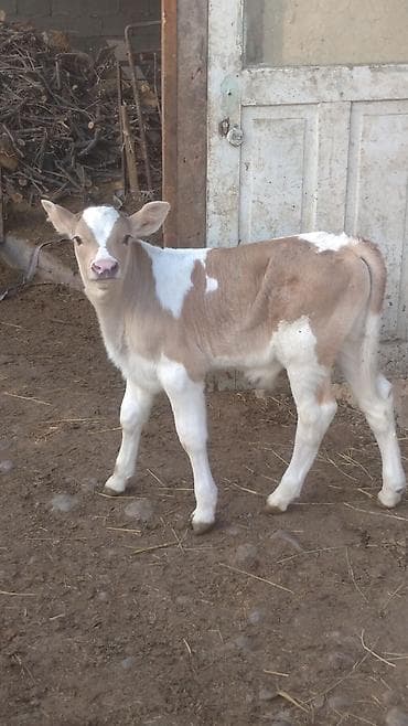беде себем: Продаю | Корова (самка) | Для разведения — 7