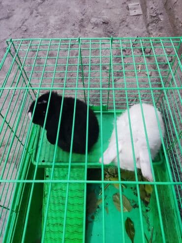 Собаки: 2000сом кролик — 2