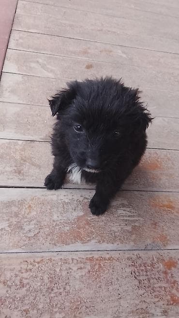 Щенки-дворняги, помет разноокрасочный - Возраст: примерно 1–2 месяца