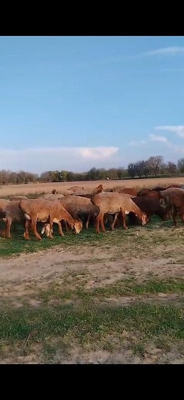 жаны асый: Сатам | Ургаачы кой (ургаачы) | Көбөйтүү үчүн | Ургаачы — 1