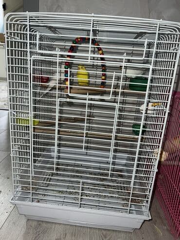 Продаются три попугаи породы волнистых попугаев,очень веселые at lalafo.kg Продаются три попугаи породы волнистых попугаев,очень веселые