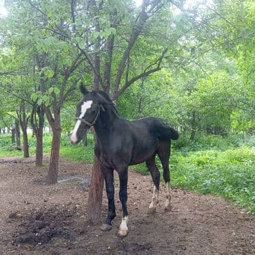 объявления о найденных собаках: Продаю | Конь (самец) | Для разведения | Племенные — 2
