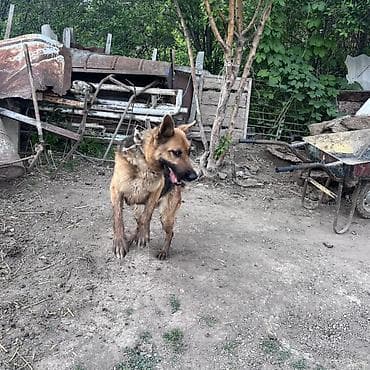 купит корги: Собака даром: Овчарка, 2 года, Самка — 4