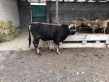 Продаю | Бык (самец) | На откорм | Привязанные at lalafo.kg Продаю | Бык (самец) | На откорм | Привязанные