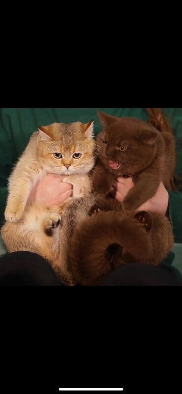 сколько стоят вислоухие кошки: Котята Редкие Корица!!! Элитные британцы окраса Циннамон Шоколад — 5