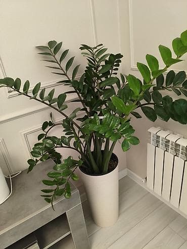 дом цветы: Замиокулькас и фикус лирата (два отдельных комнатных растения в — 2