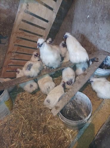 Сатам | Тооктор | Союуга, Көбөйтүү үчүн — 5