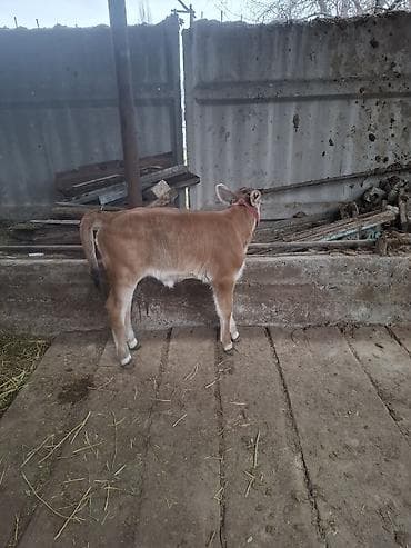 Башка жаныбарлар: Сатам | Уй (ургаачы) | Швиц | Сүт алуу үчүн — 4