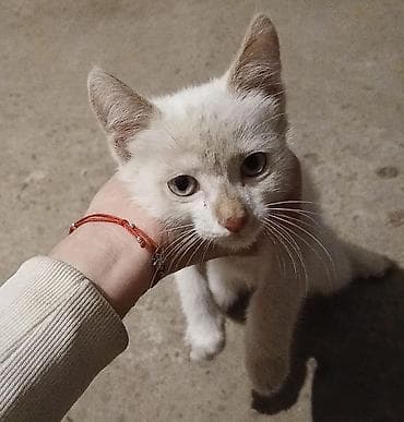 стерилизовать кошку: Кошка даром: Сиамская, 2 месяца, Мальчик — 2