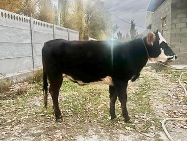 бык оптом: Продаю | Тёлка, Музоо, торпок | Голштин | На откорм, Для разведения — 1