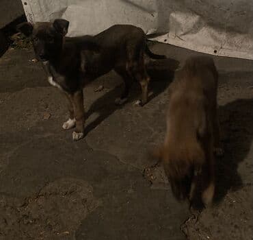 французский бульдог купить бишкек: Овчарка, 2 месяца, Самка — 23