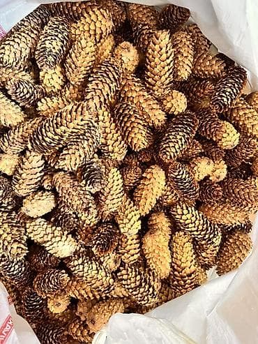 шишки хмеля: Шишки ели/сосны для декора и рукоделия - Натуральные лесные шишки — 3