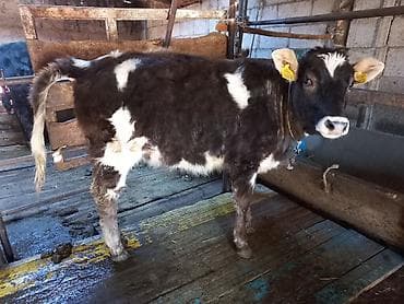 Айыл-чарба жаныбарлары: Сатам | Кунаажын | Сүт алуу үчүн | Байланган — 6