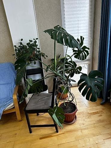 Монстерлер: Монстера делициоза (Monstera deliciosa) в горшке. - Крупное взрослое — 1