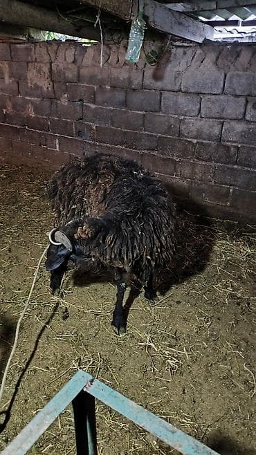 самый лучший сильный умный собака: Продаю | Баран (самец) | Для разведения | Осеменитель — 3