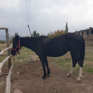 продаю охотничий собаку дратхар: Продаю | Кобыла (самка) | Конный спорт — 1