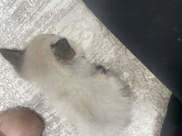 сиамский котенок: Котёнок с окраском поинт (вероятно сиамского/тайского типа) — 2