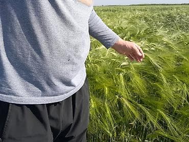 Продам с поля при уборке Семенной ячмень, Амберг сорт, сеял — 2
