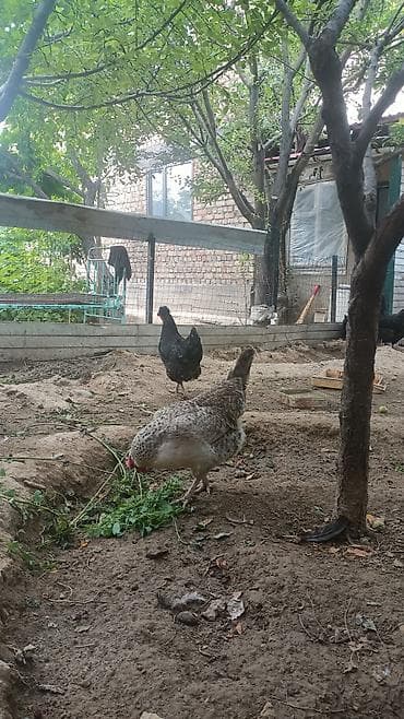домашный курица: Продаю | Куры | Для разведения — 4