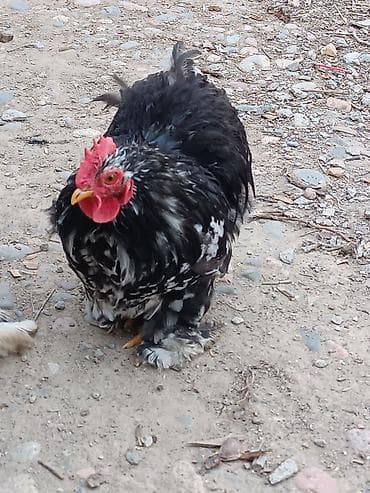 куры кучинские: Продаю | Петух | Кохинхин | Для разведения — 1