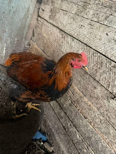 щенки хаски цена бишкек: Продаю | Петух | Для разведения — 3