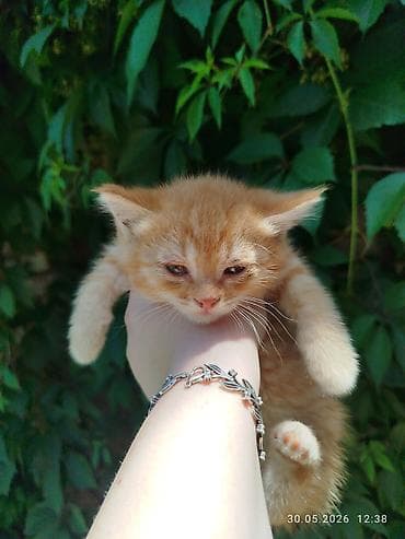 сиамская кошка даром: Отдам даром в хорошие руки. Котята, помёт разной окраски: - Чёрный — 4