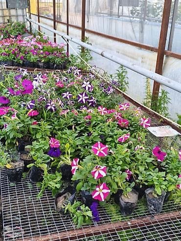 теплицы петуньи: Платная доставка — 10