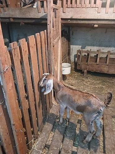 голуби голубей: Продаю | Козлёнок | Нубийская | Для разведения | Племенные — 6