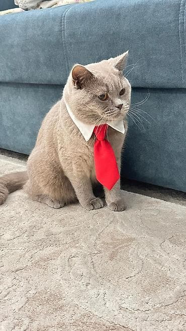 Вязка: Британская короткошёрстная, Мальчик, 1 год, Голубой