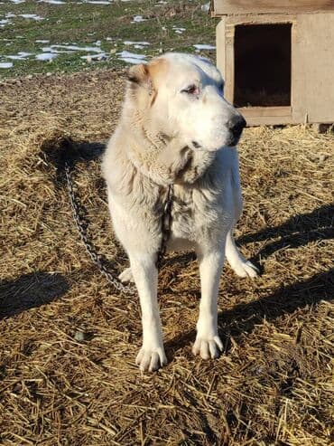 казакча той ырлары 2020 скачать: Молодая сука породы алабай в поиске семьи, рожать не будет. Привезём — 3