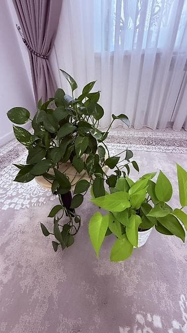 монстры: Плющеподобные лианы эпипремнум (Pothos/Scindapsus) в горшках. - Два — 3