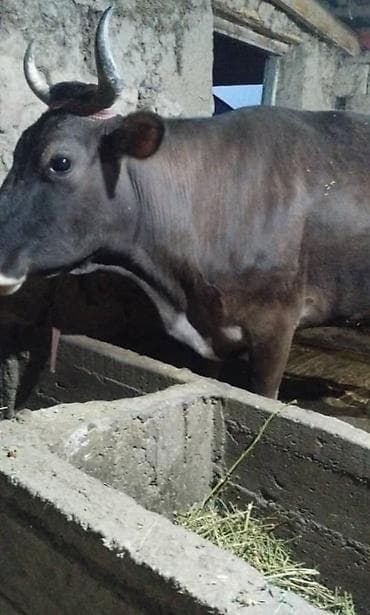 Продаю | Корова (самка) | Для молока | Привязанные