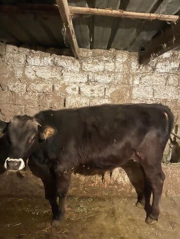 Продаю | Тёлка | На откорм | Нетель