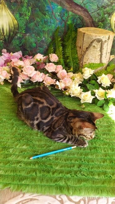 бенгальский леопардовый кот: Профессиональный Питомник Бенгалов . Бен Гла Мур предлагает Очень — 6