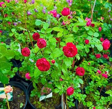 розы саженцы купить: Саженцы — 1