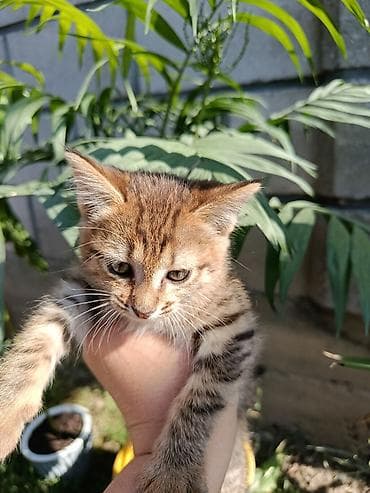 рыжая кошка: Котёнок, полосатый табби. Описание: Отдадим в добрые руки! - Окрас — 2