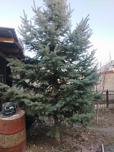 Үй жана бакча: Ель голубая (Picea pungens, «Blue Spruce») — декоративное хвойное — 3